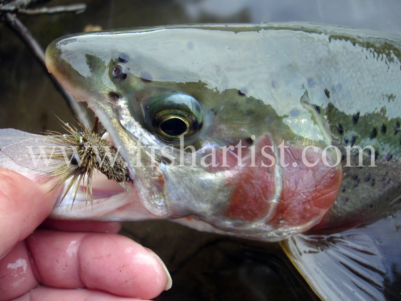 Trout & Dry Fly. - Trout Fishing - Taupo New Zealand.