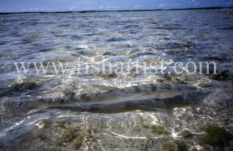 Bonefish on the Flats. - Bonefish & Tarpon.