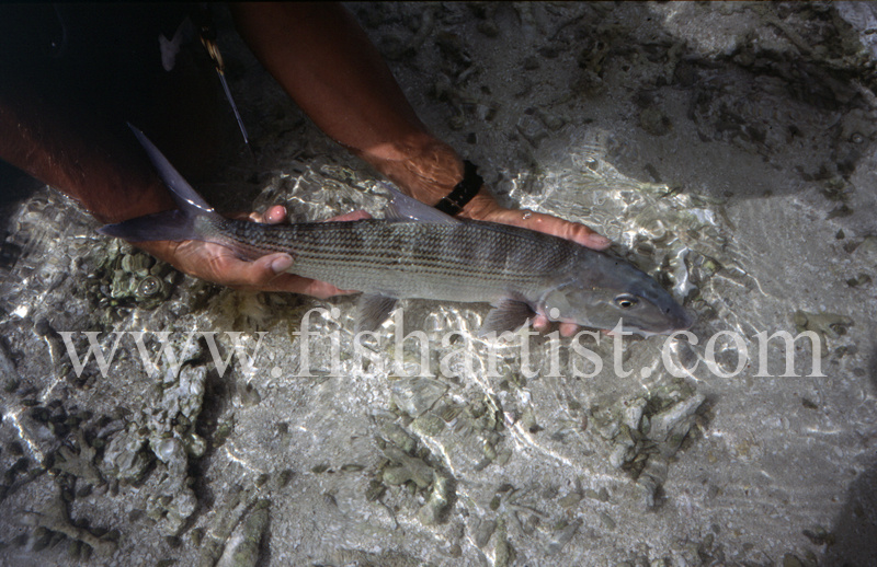 Bonefish Release. - Bonefish & Tarpon.