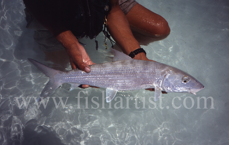 The Prize. - Bonefish & Tarpon.
