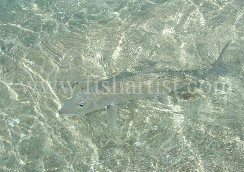 Bonefish Photo - Tail Patterns. - Bonefish & Tarpon.