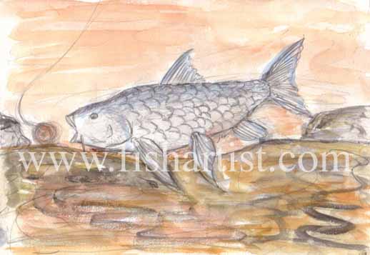 Silver Mahseer. - Fish Art for Fishermen.