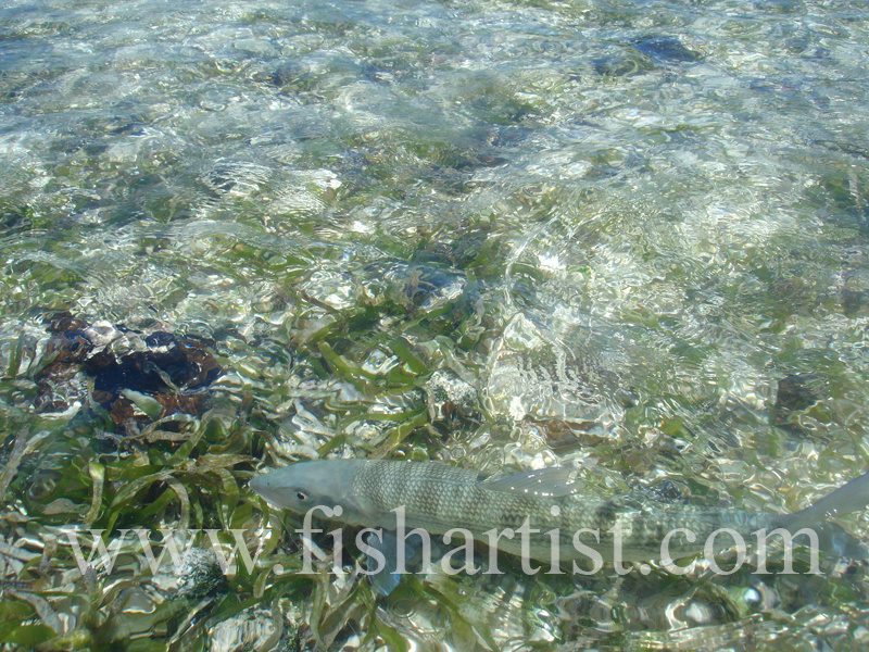 Bonefish Photo - Freedom. - Bonefish & Tarpon.
