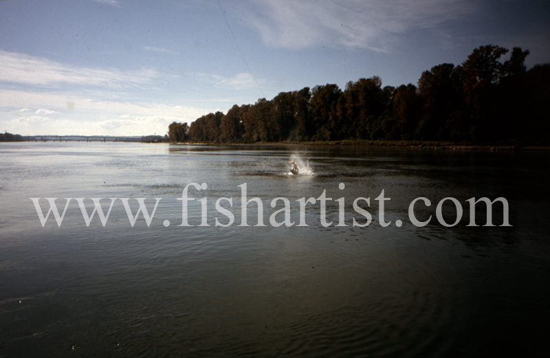 Leaping Sturgeon. - Sturgeon of the Fraser River.