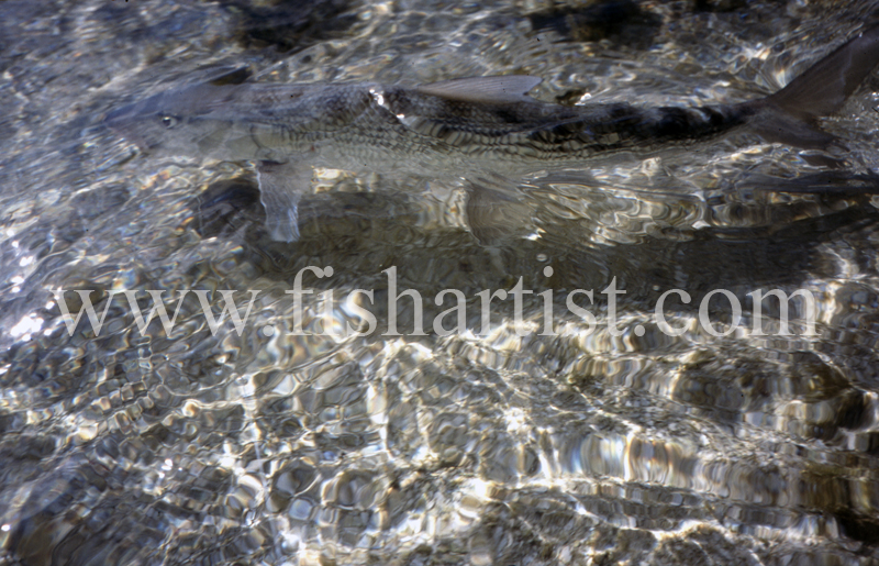 Flats Fish. - Bonefish & Tarpon.