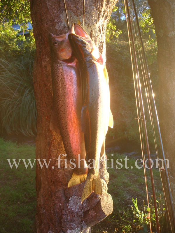 A Brace of Taupo Trout. - Trout Fishing - Taupo New Zealand.