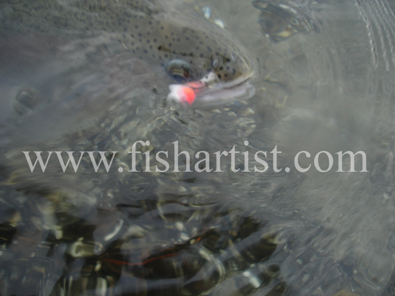 Heave & Leave Reflections. - Trout Fishing - Taupo New Zealand.