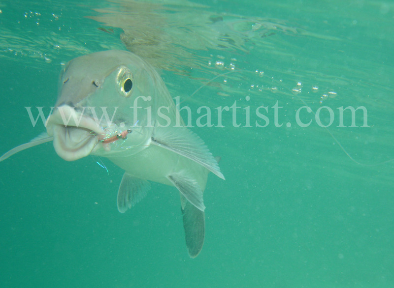 Bonefish Photo - Happy Underwater Bonefish. - Bonefish & Tarpon.