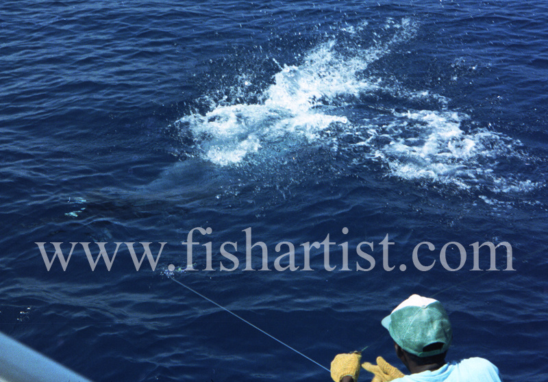 Wireman. - Marlin Fishing.