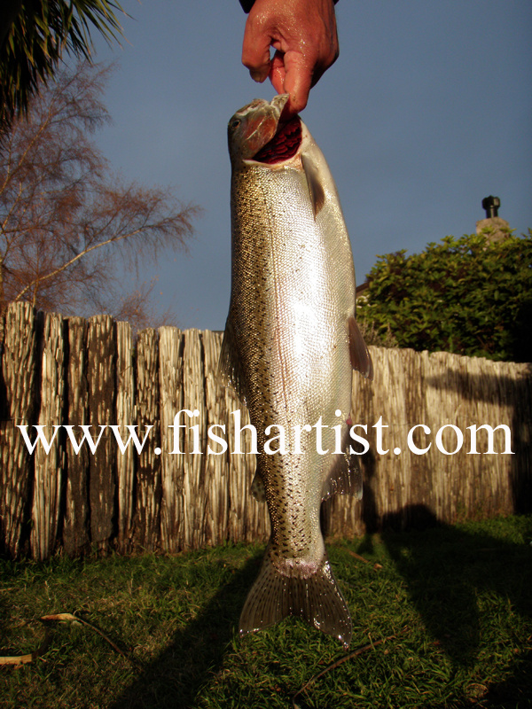 Late Afternoon Taupo Hen. - Trout Fishing - Taupo New Zealand.