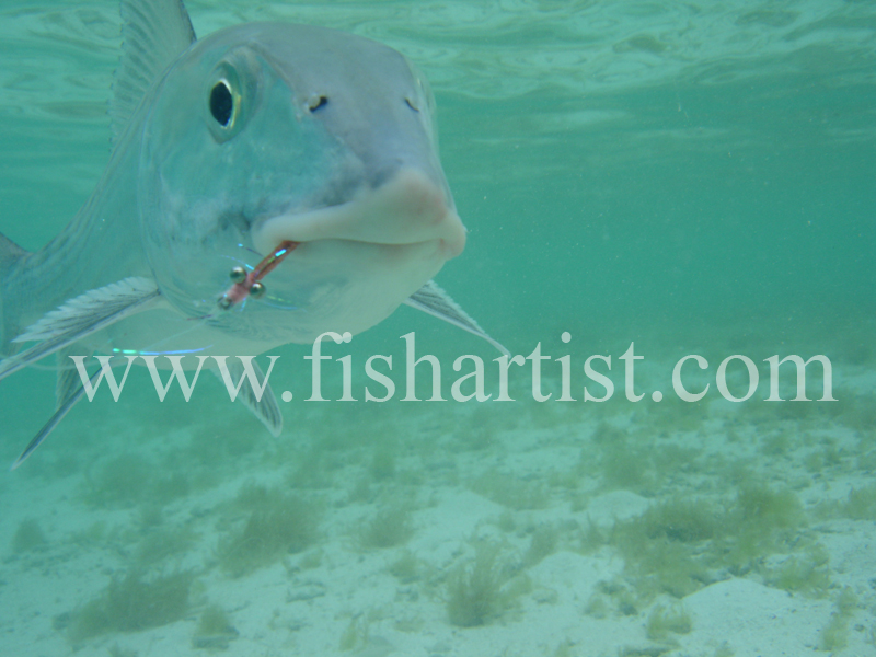 Bonefish Photo - Head on Underwater. - Bonefish & Tarpon.
