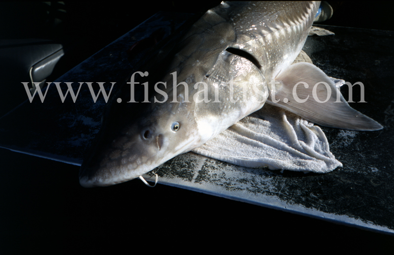 Sturgeon Closeup. - Sturgeon of the Fraser River.