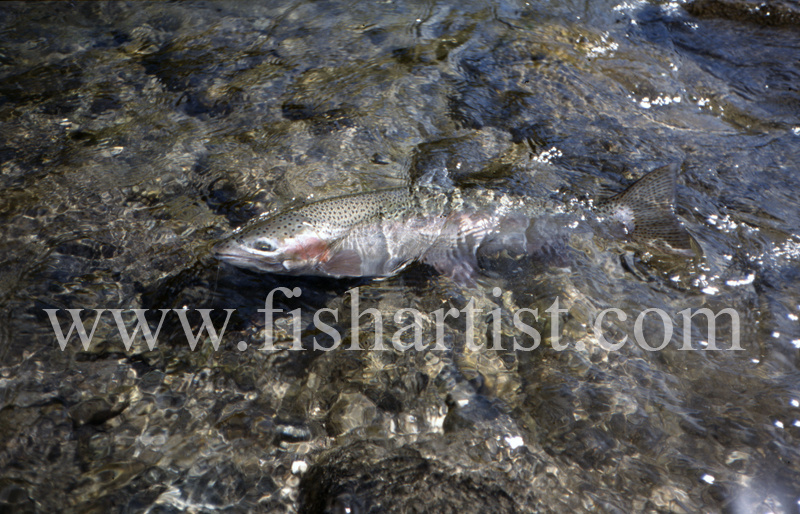 Tongariro Freedom. - Trout of the Tongariro River.