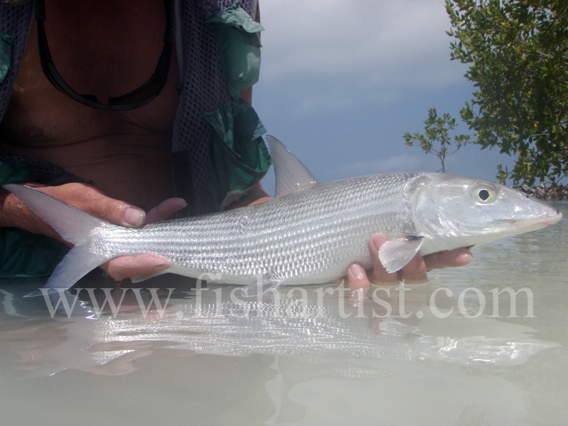 Bonefish Side On 2010. - Bonefishing 2010.