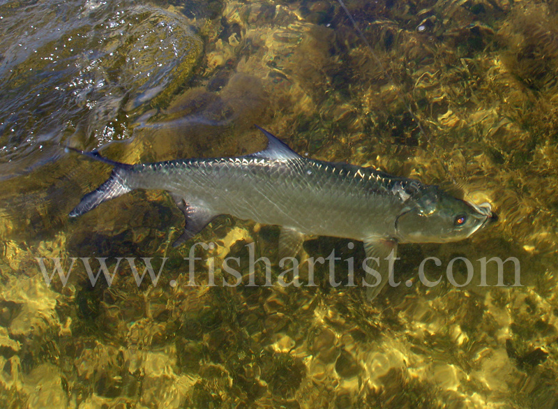 Swimming Tarpon. - Bonefish & Tarpon.