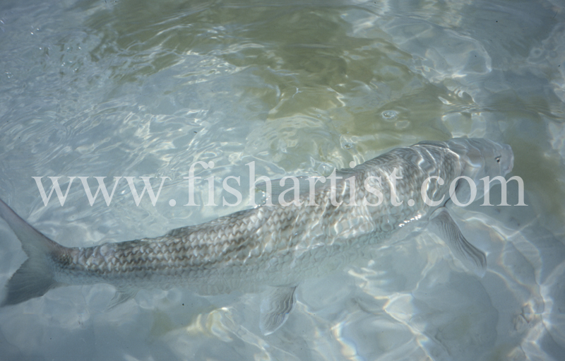 Bonefish Back. - Bonefish & Tarpon.