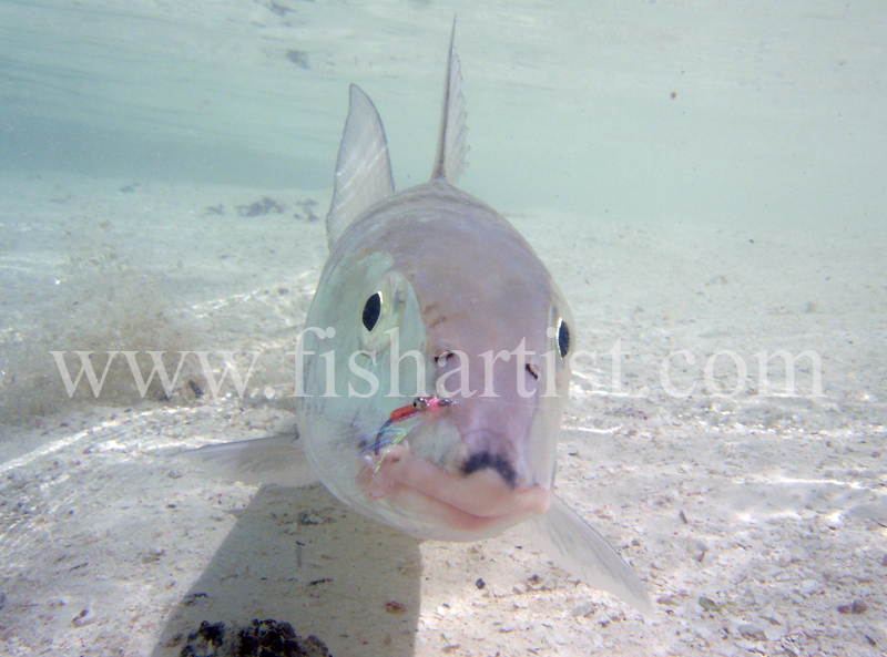 Bonefish Photo - Looking at You. - Bonefish & Tarpon.