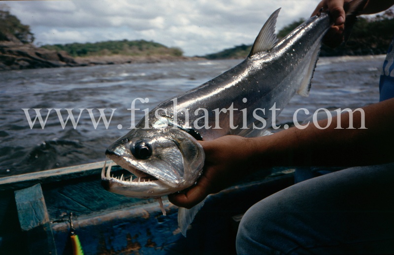  - Payara of the Amazon Rivers.