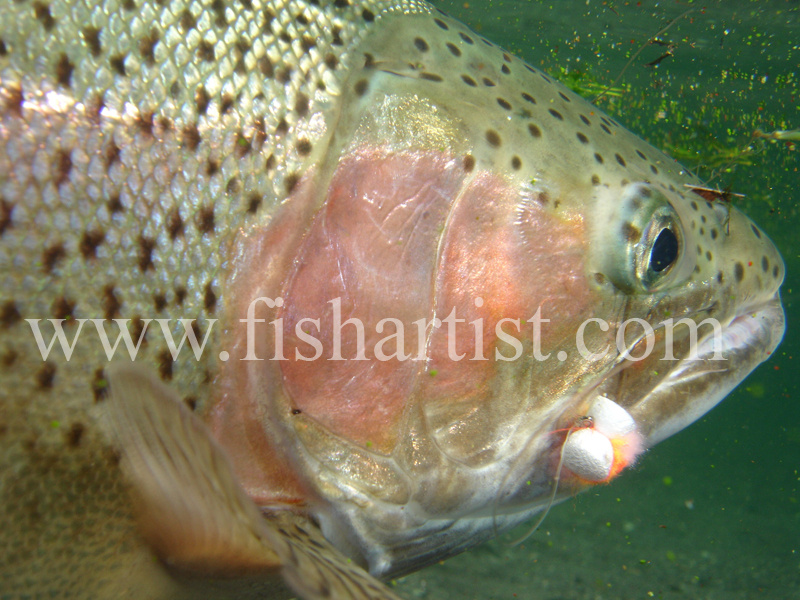 Underwater Trout. - Trout Fishing - Taupo New Zealand.