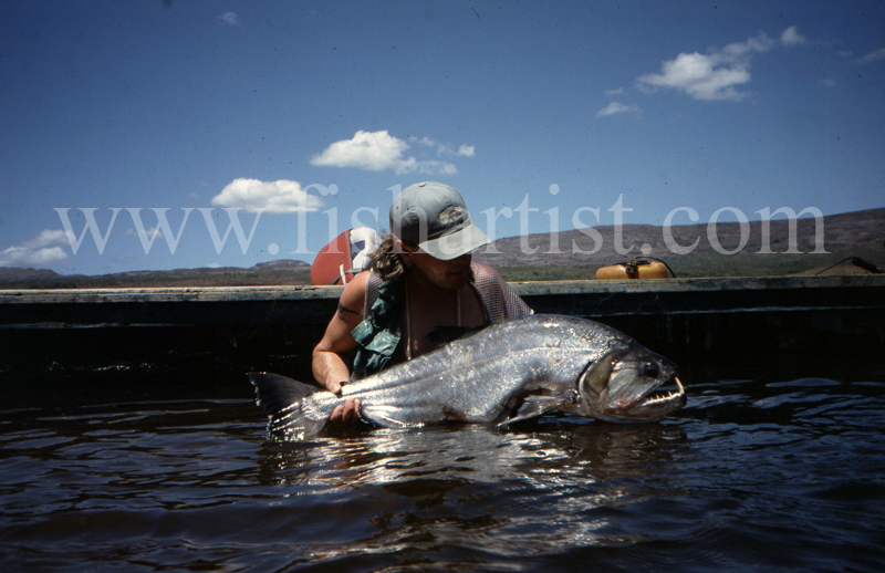 Payara - South America. - The Fish Trophy Room.