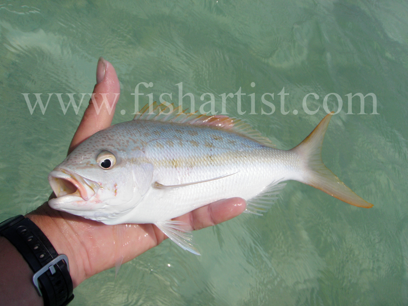 Yellowtail 2010. - Bonefishing 2010.