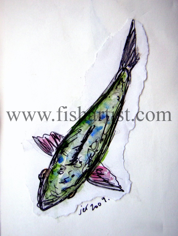 Taupo Rainbow Trout Watercolour. - Watercolours of Taupo Trout.
