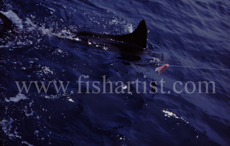 Marlin Fin. - Marlin Fishing.