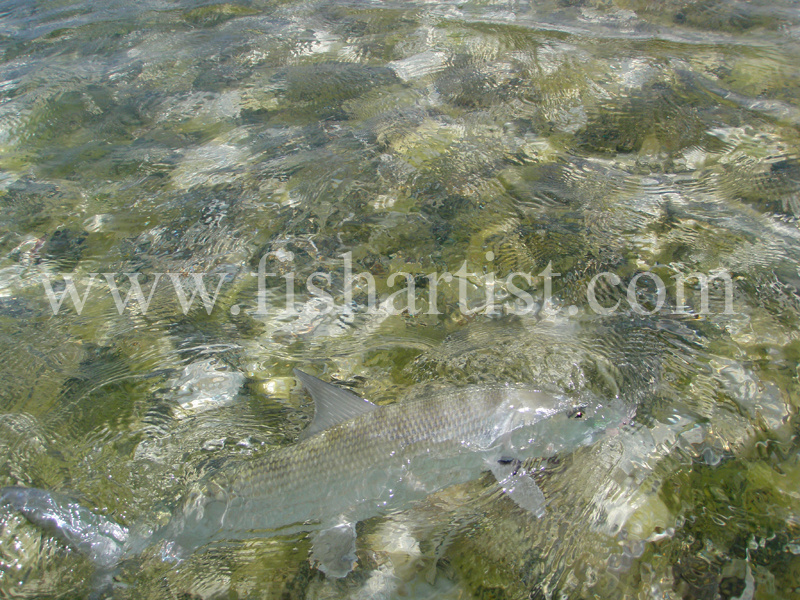 Swimming Bonefish 2010. - Bonefishing 2010.