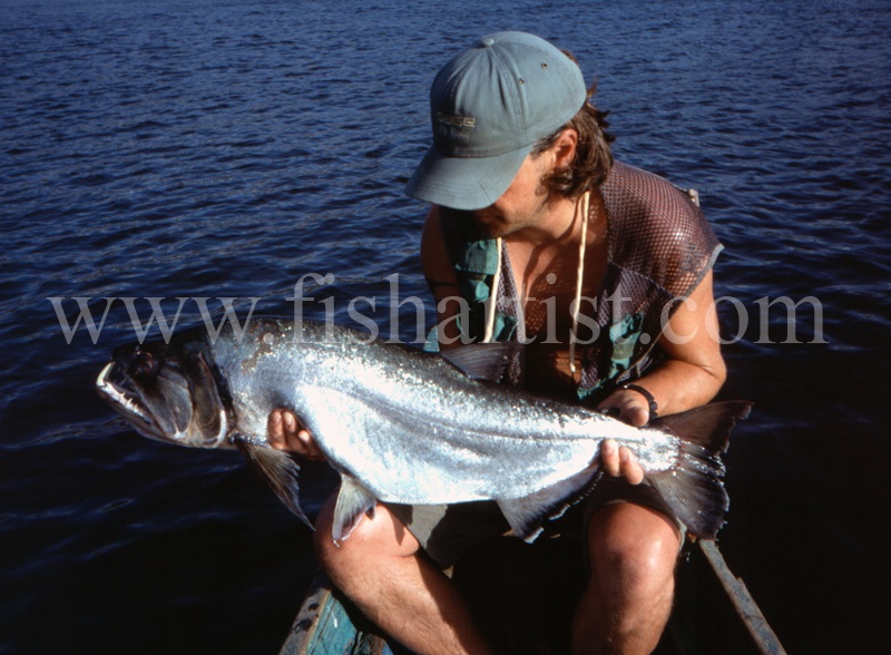  - Payara of the Amazon Rivers.