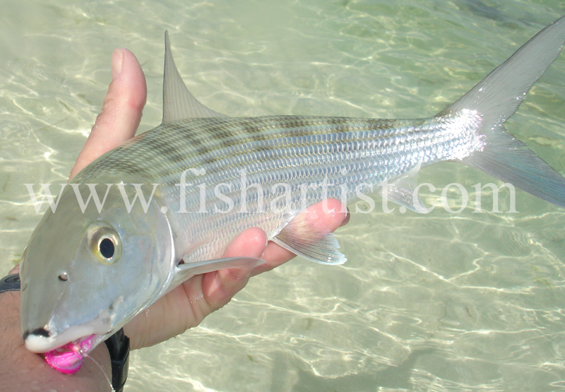 Bonefish in a Fishermans Hand. - Bonefish & Tarpon.