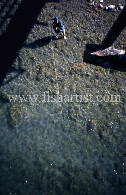 Swing Bridge Hook Up. - Trout of the Tongariro River.