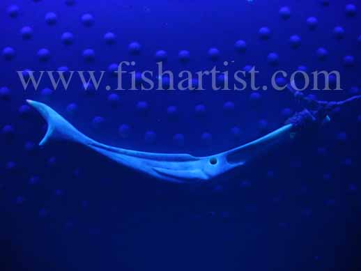 Lumo Marlin Bone Carving. - Fishing Bone Carvings.