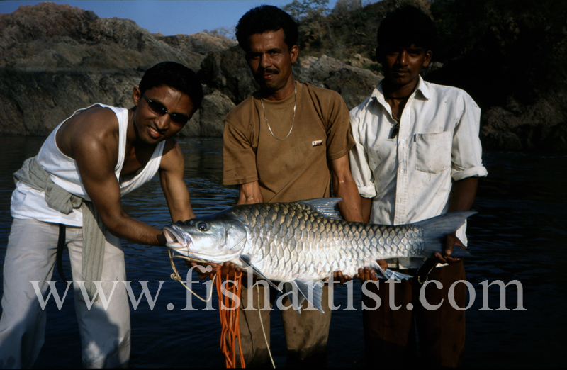 Evening Caught Silver Mahseer. - Mahseer Fishing India.