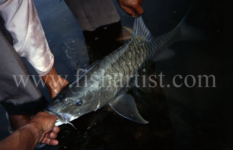 Mahseer Capture. - Mahseer Fishing India.