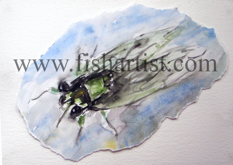 Taupo Cicada Watercolour. - Watercolours of Taupo Trout.