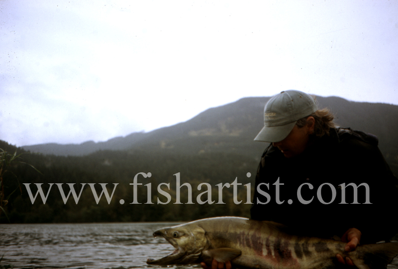 Chum Salmon. - Sturgeon of the Fraser River.