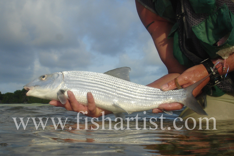 Bonefish Photo - Late Evening Bonefish. - Bonefish & Tarpon.