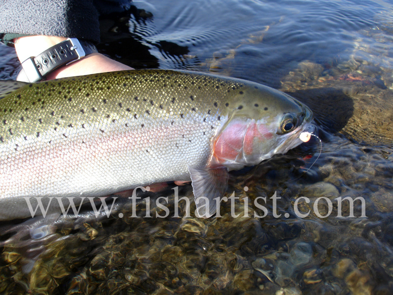 Glo Bug Hen Release. - Trout Fishing - Taupo New Zealand.