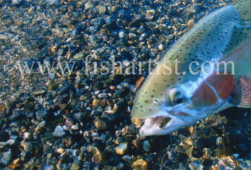 Trout with Fly. - Trout Fishing - Taupo New Zealand.