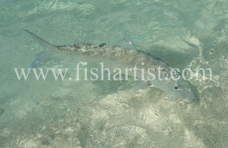 Bonefish Photo - Shore Release. - Bonefish & Tarpon.