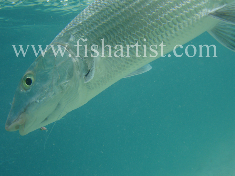 Bonefish Photo - Silver and Blue. - Bonefish & Tarpon.