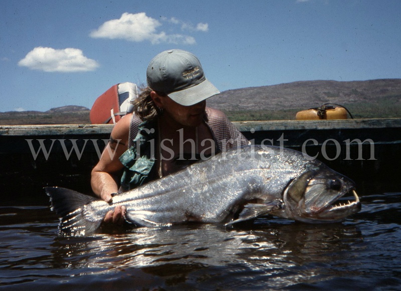  - Payara of the Amazon Rivers.