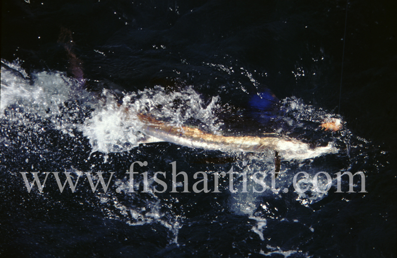 Free Swimming Sailfish. - Marlin Fishing.