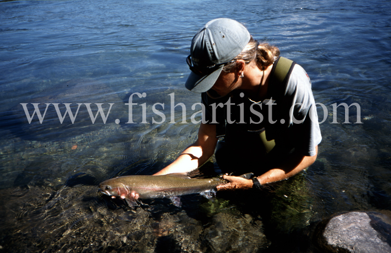 Hydro Release. - Trout of the Tongariro River.