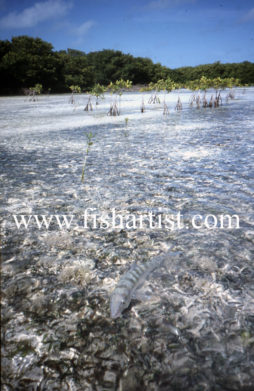 Lagoon Bonefish. - Bonefish & Tarpon.