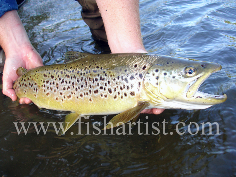 Back Country Brown Trout. - Trout Fishing - Taupo New Zealand.