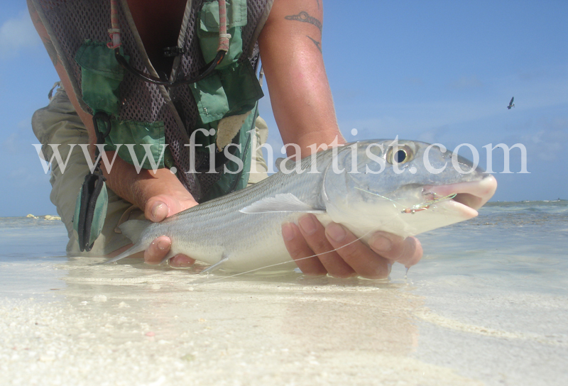 Bonefish Photo - Caught Bonefish. - Bonefish & Tarpon.