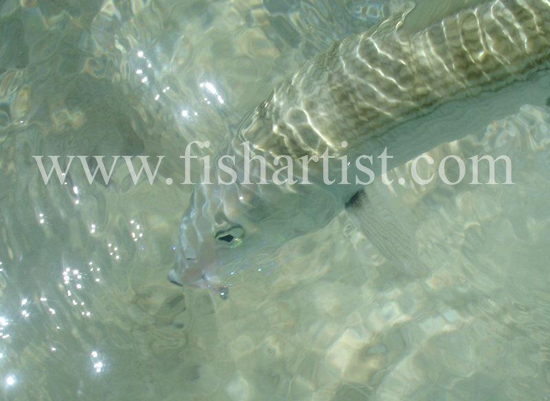 Bonefish Photo - Sparkling Bonefish. - Bonefish & Tarpon.