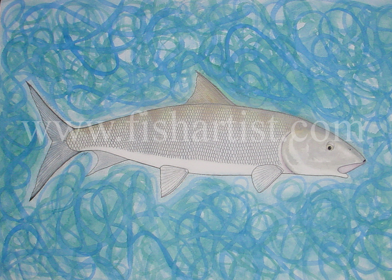 Bonefish of the Flats. - Fish Art for Fishermen.