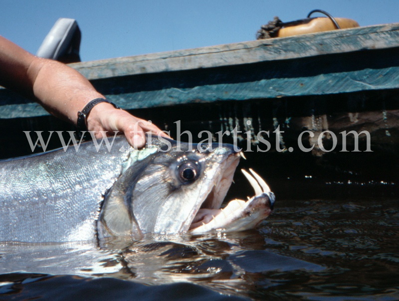  - Payara of the Amazon Rivers.